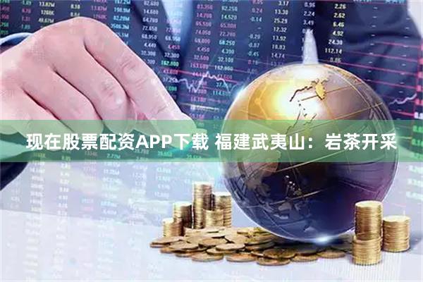 现在股票配资APP下载 福建武夷山：岩茶开采